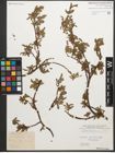 Foto von Salix retusa L.